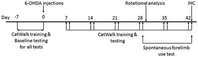 Gait Analysis for Early Detection of Motor Symptoms in the 6-OHDA Rat Model of Parkinson's Disease